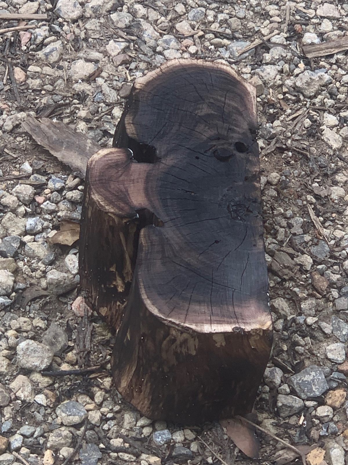 The live-edge wood block prepared as the base for the sculpture